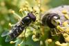 350597 – Photo : Jean-Michel GAREL – France (89)